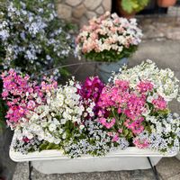 サクラソウ,プリムラ マラコイデス,ウインティー,今日のお花,サントリー フラワーズの画像