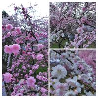 ハナモモ,ムラサキハナナ,ウクライナに平和を,小夜戸・大畑花桃街道,お出かけ先の画像