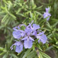 ローズマリー,山野草,八王子の画像