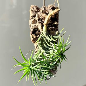 エアープランツ,アラウジェイ,ティランジア,エアプランツ,着生植物の画像