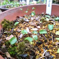 セツブンソウ,フリチラリアの画像