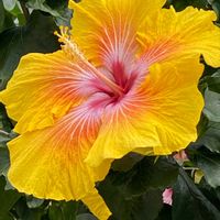 ハイビスカス,ユーフォルビア リキダ,都立神代植物公園,平和を願う,幸せの黄色いお花の画像