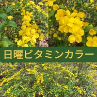 ヤマブキ,昭和記念公園,キュンキュン乙女倶楽部,黄色いお花大好き協会,幸せの黄色いお花の画像