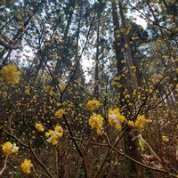 ミツマタ,風景,春の訪れ,おでかけ先,記録picの画像