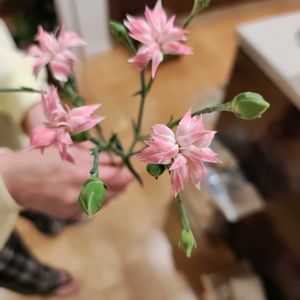 スプレーカーネーションの画像