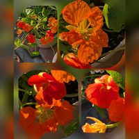 クリスマスローズ,ネメシア,パンジー・ビオラ,パンジー,キンレンカの画像