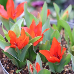 チューリップ,鉢植え,オレンジの花,HTC,信楽狸倶楽部の画像