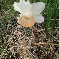 スイセン,スイセン,スノーフレーク,ユキヤナギ,カラスノエンドウの画像