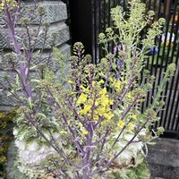 ハボタン,葉牡丹,春の花,ハボタン（葉牡丹）,美しいの画像