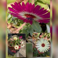 チューリップ,パンジー,ビオラ,エンドウ,リビングストーンデージーの画像