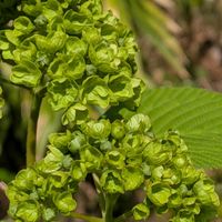 オオデマリ,オオデマリ,オオデマリ,鉢植え,小さな庭の画像