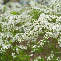 ユキヤナギ,お散歩,仙台,街歩きの画像