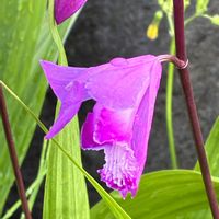 シラン,紫蘭の画像
