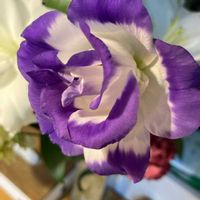 トルコキキョウの画像