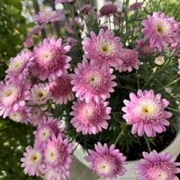 マーガレットの画像