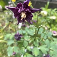 オダマキ,元気もらえる,お花のある暮らしの画像