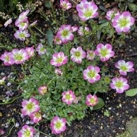 雲間草,ガーデニング,花のある暮らし,庭の画像