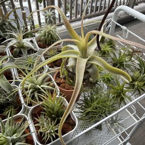 チランジア,エアプランツ,ベランダの画像