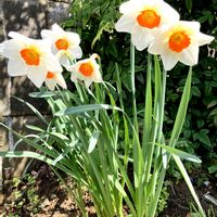 スイセン,レンギョウ,散歩にての画像