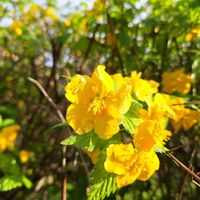 ヤマブキの画像