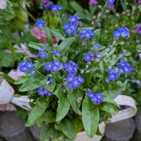 クリスマスローズ,ワスレナグサ,パンジー,ガーデニング,花のある暮らしの画像