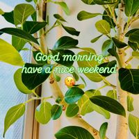 フィカス,フィカス ベンガレンシス,森林浴,熱帯植物,フィカス属の画像