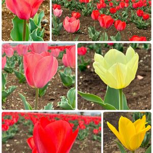 チューリップ,外出先のチューリップ、,おうちのチューリップ、,可愛い,花のある暮らしの画像