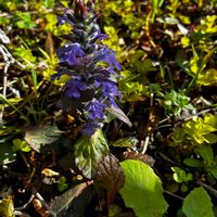 アジュガ,ガーデニング,可愛い,紫の花,キノコ！の画像