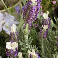 フレンチラベンダー,ボロニアピナータ,グリーンショップ,お出かけ先の画像