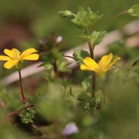 カタバミ,一眼レフ,キュンキュン乙女倶楽部,カメラ女子,キュンキュン乙女倶楽部No.97の画像