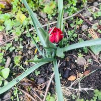 ハナニラ,原種チューリップ,プシュキニア スキロイデス,原種チューリップテータテート,シラービフォリアの画像