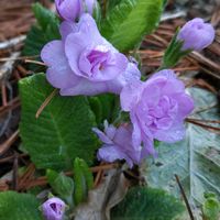 クリンソウ,サクラソウ,プリムラブルガリス,プリムラブルガリス,西洋サクラソウの画像