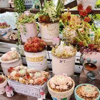 多肉植物,多肉寄せ植え,多肉棚,植物のある暮らし,多肉植物のある暮らしの画像