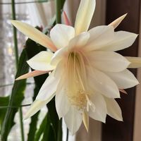 クジャクサボテン,室内管理の画像