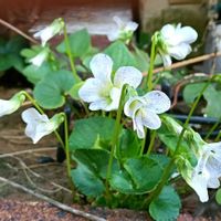 ソバカススミレ,庭の花,シェードガーデン,日陰の庭,庭の画像