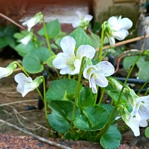 ソバカススミレ,庭の花,シェードガーデン,日陰の庭,庭の画像