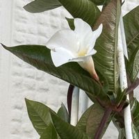 マンデビラ,クライミングサンパラソル,花のある暮らし,花好きさんと繋がりたい,サントリー フラワーズの画像