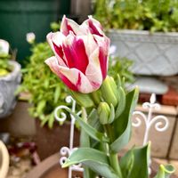 チューリップ,ブルーベリー,ガーデニング,庭の画像