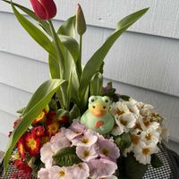 プリムラ　ジュリアン,ラバーダック,カエル仲間の画像