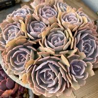 ルビーネックレス,シャビアナ,薄化粧,ファイヤークラッカー,多肉植物のある暮らしの画像