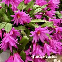 スイセン,チューリップ,テッポウユリ,イースターカクタス,多肉植物の画像