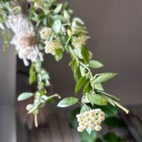 ホヤ・カルノーサ,ホヤ・カルノーサ,ホヤ属,日曜の白花の画像