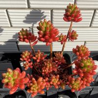 オーロラの画像