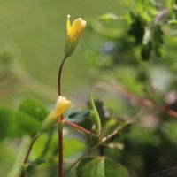 カタバミ,一眼レフ,キュンキュン乙女倶楽部,カメラ女子,キュンキュン乙女倶楽部No.97の画像