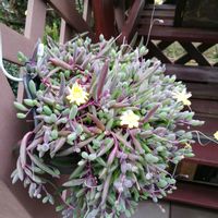 ルビーネックレス,ガーデニング,多肉棚,ウッドデッキ,多肉植物とサボテンの画像