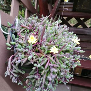 ルビーネックレス,ガーデニング,多肉棚,ウッドデッキ,多肉植物とサボテンの画像