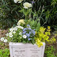 アレナリア・モンタナ,ワスレナグサ,レースラベンダー,ヒマラヤソケイ  イエローバタフライ,寄せ植えの画像