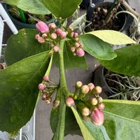 レモン,柑橘,家庭菜園,ベランダの画像