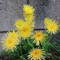 ガーベラ,一眼レフ,キュンキュン乙女倶楽部,カメラ女子,キュンキュン乙女倶楽部No.97の画像