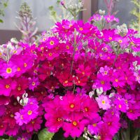 プリムラ,プリムラマラコイデス（桜草）,花のある暮らし,今日のお花,繋がりに感謝✨の画像